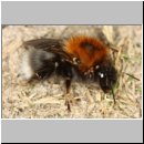 Bombus hypnorum - Baumhummel Koenigin 02a - Sandgrube Niedringhaussee.jpg